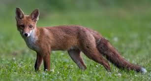 renard