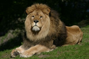 lion